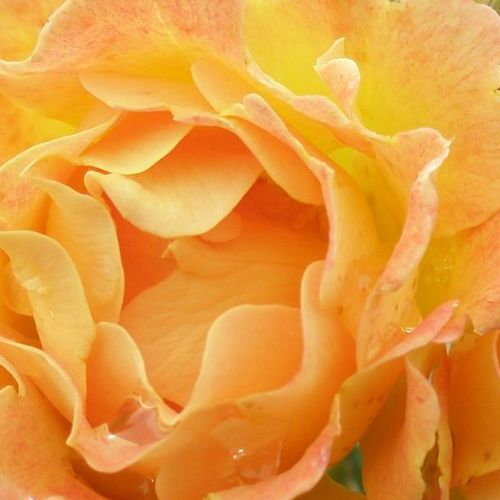Pépinière rosier - Rosa Bessy™ - orange - rosiers couvre-sol - parfum discret - Interplant - -